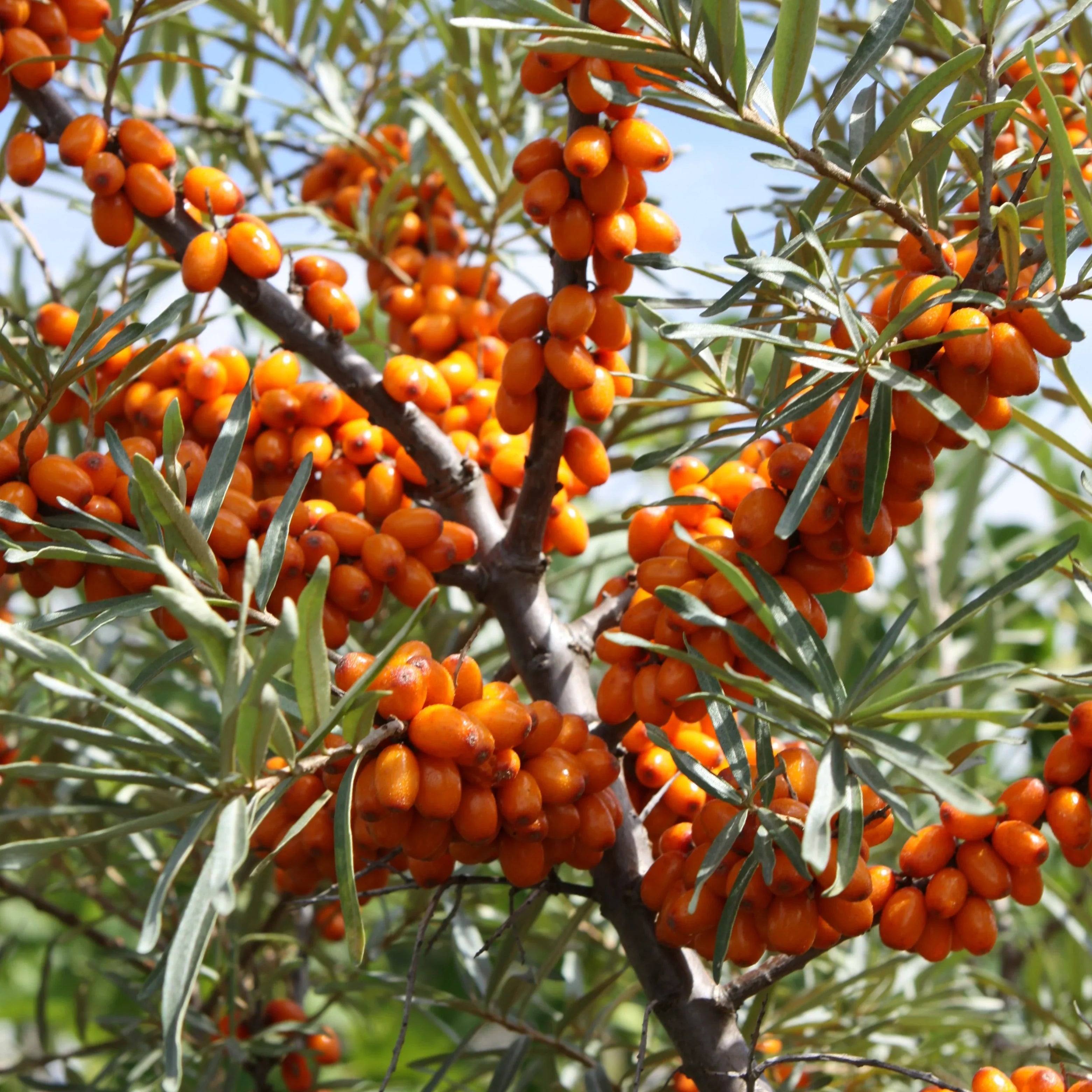 Why Sea Buckthorn?